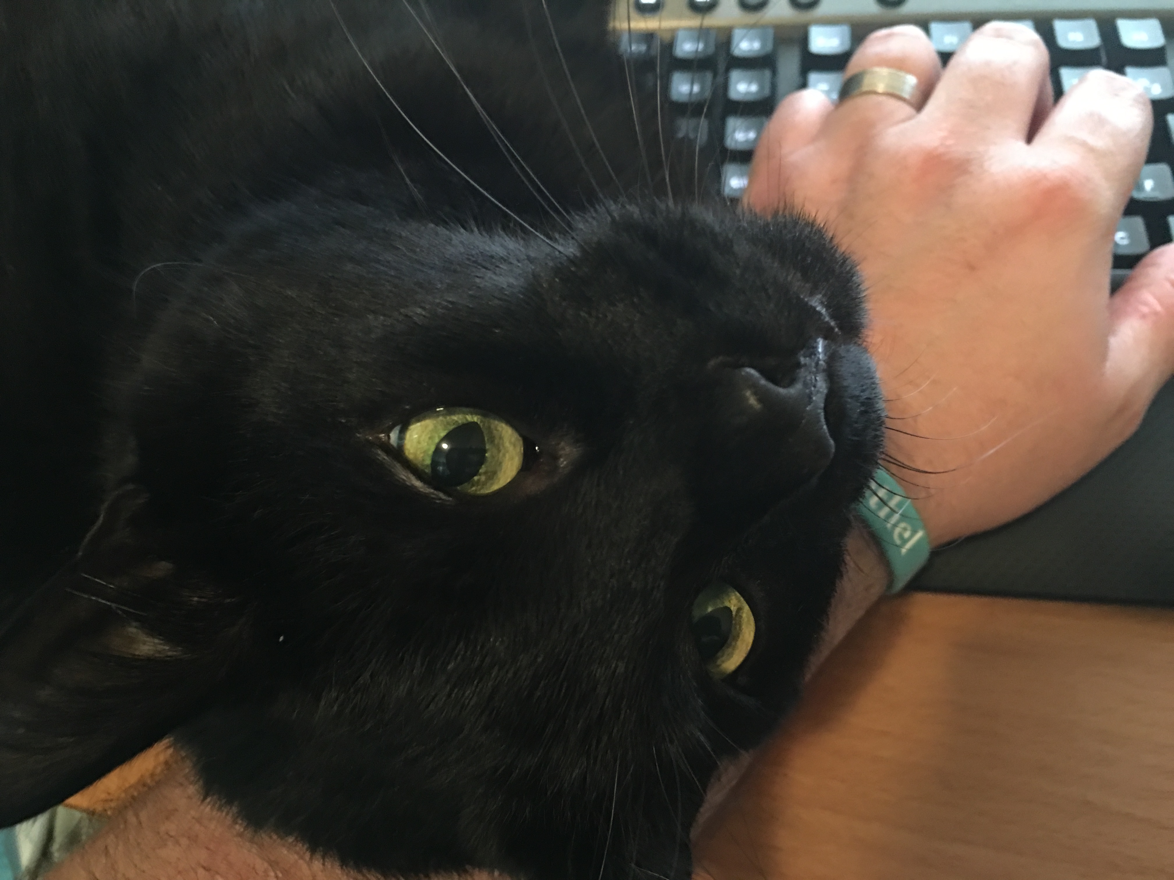 Manny laying on my hand while I work. He loved to be around us.