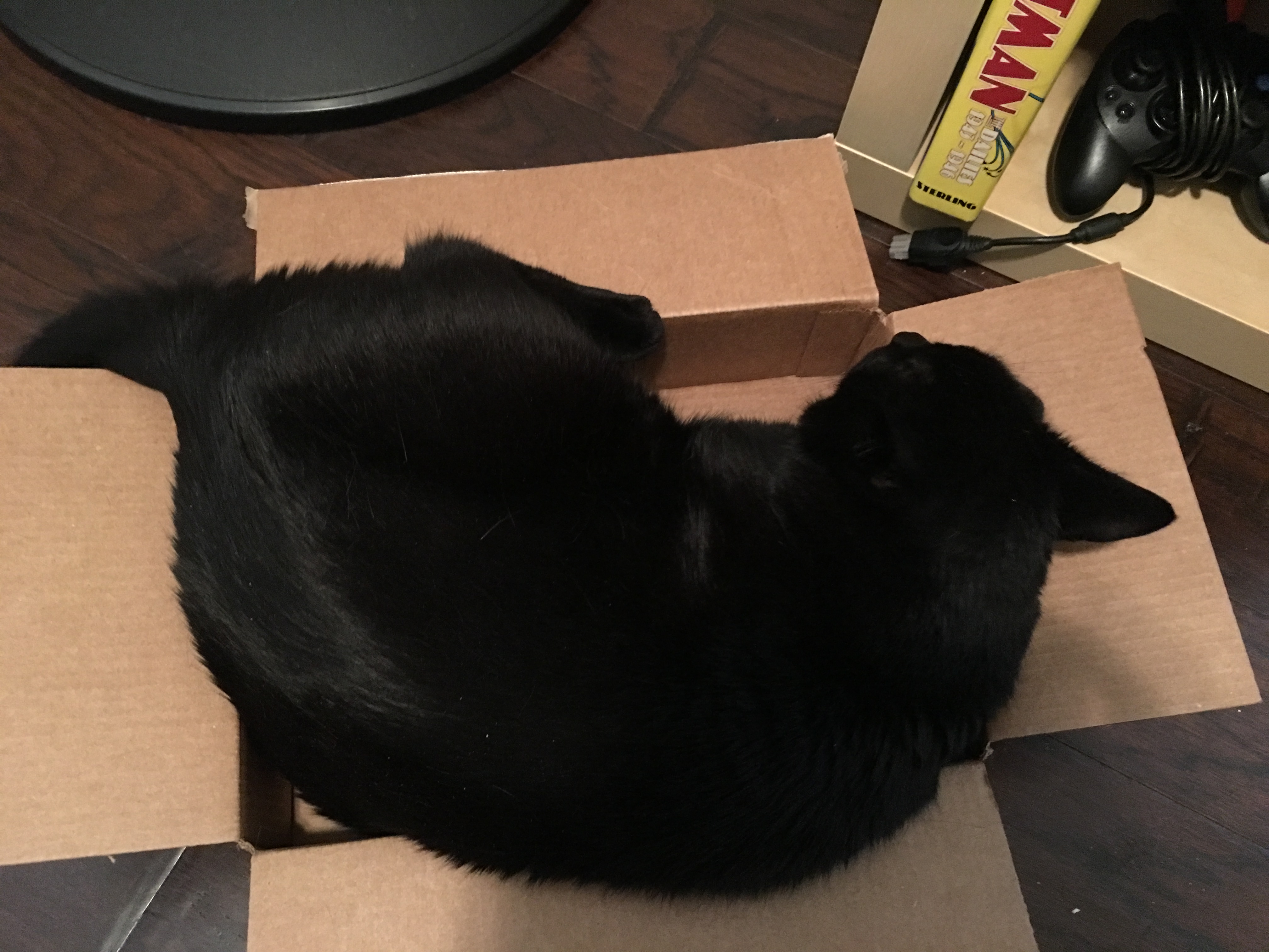 Manny sleeping in one of the many boxes we had around the house for him. He clearly doesn't fit, but that isn't bothering him