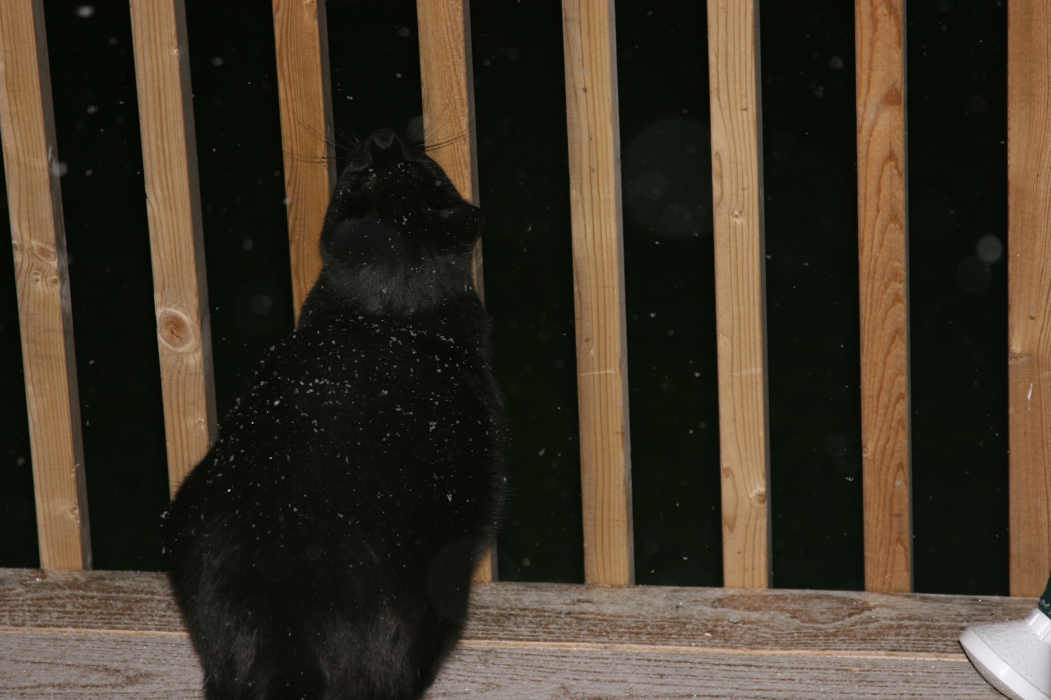 Manny enjoys his first snowfall on the deck of our first house.